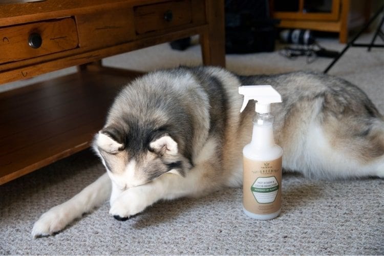 Dog ashamed with bottle of TriNova® All Natural Pet Stain and Odor Remover