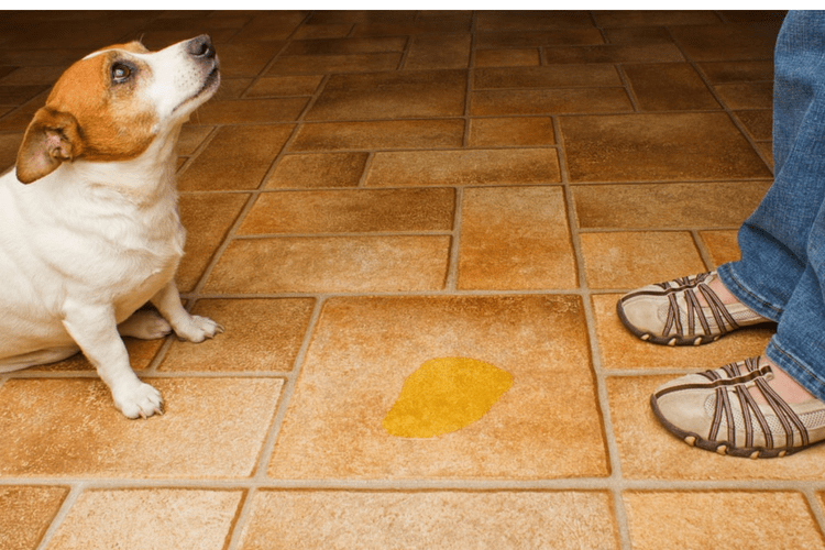 After taking your dog to the vet, try training solutions to stop your dog from marking in the house.