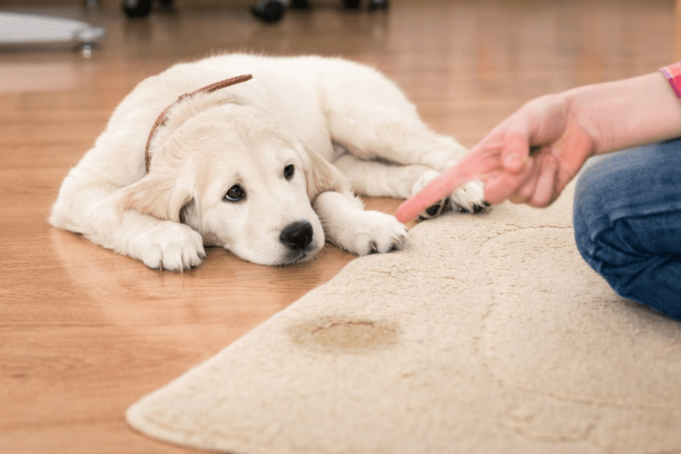 There are many reasons why your dog may be urinating in the house.