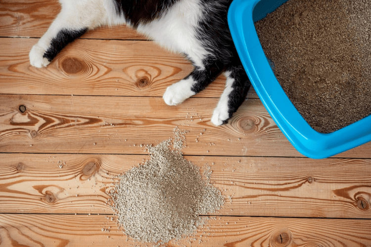 Missing the litter box could be an indicator of an underlying medical issue.