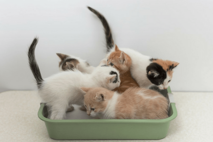 Making sure that you have enough litter boxes for your cats can prevent them from peeing outside of the litter box.