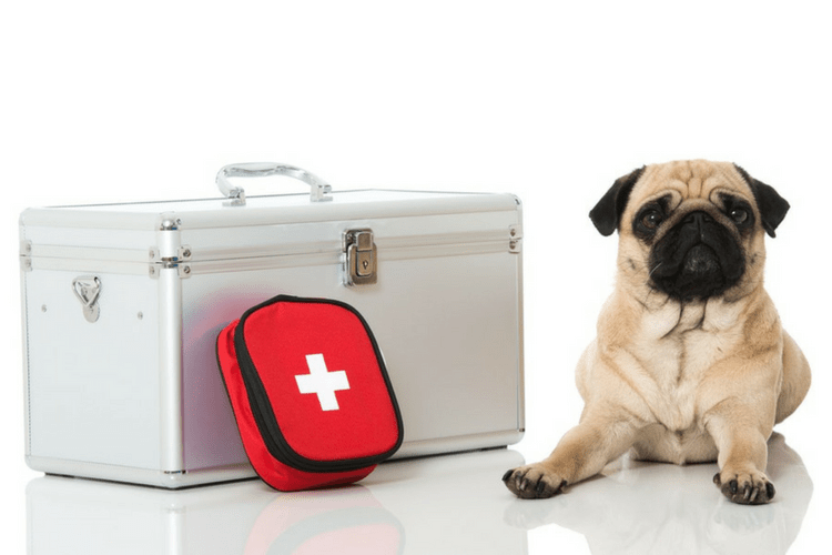 Plan for emergencies with a pet disaster kit.
