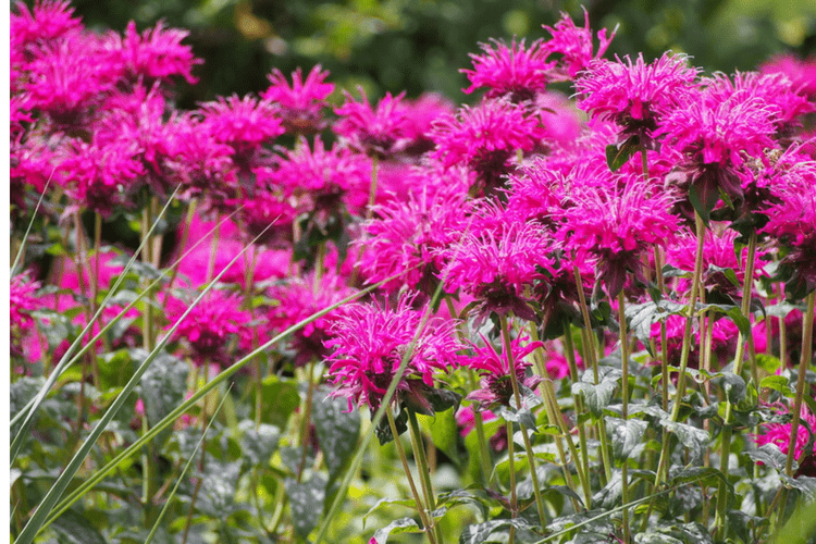 Bee Balm is a great perennial to plant for Bees to enjoy throughout the summer.
