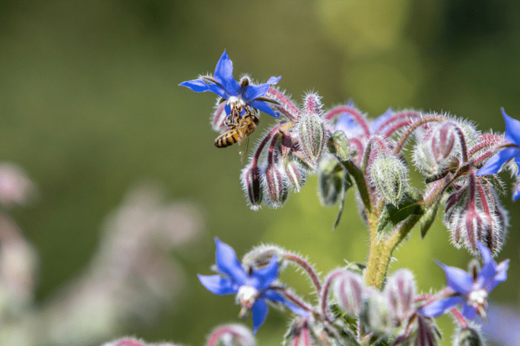 Borage flowers will also attract bees and butterflies to your garden.