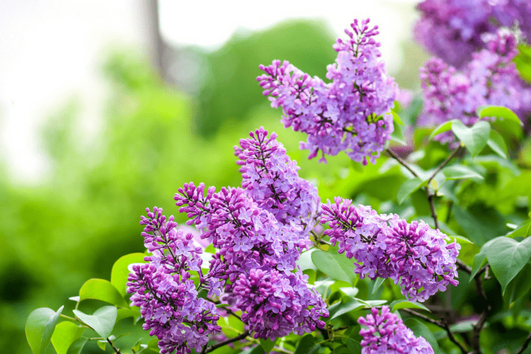 Planting Lilac will help attract bees to your garden in the spring.