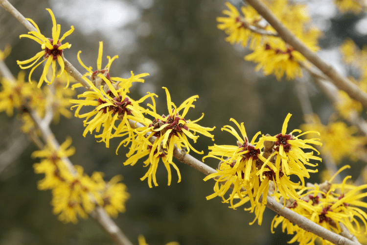Witch Hazel is a colorful addition that helps bees continue to feed through the fall.