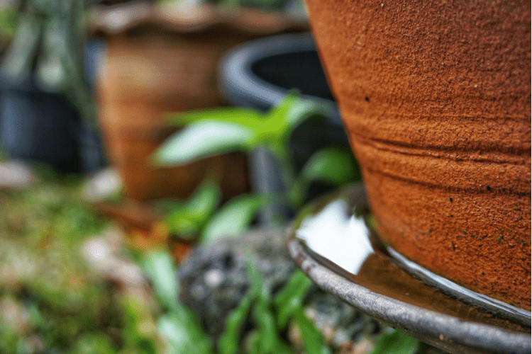 Prevent mosquitoes by planting the right plants and limiting the amount of standing water in your yard.