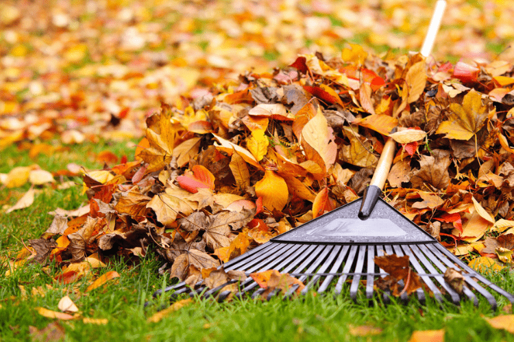 Leaf rakes are improving with technology – find the best one for you in this article.