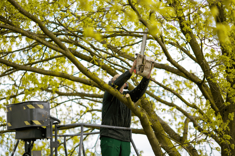 Check out this list of tools you need to trim your own trees.