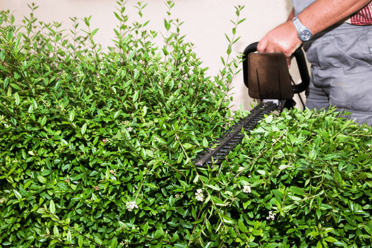 Follow this article to learn how to trim overgrown evergreen bushes.