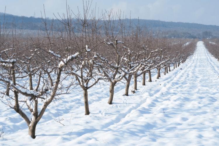 In the wintertime the task of pruning dead growth becomes a lot trickier.