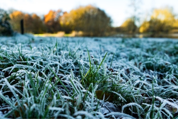 Winter grass care will vary based on regional location, but there are some basic tips everyone should follow.