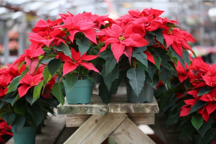Poinsettias are a distinctive red flower commonly seen around the holidays. However, this too can cause vomiting and diarrhea in pets.